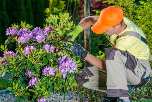 Tree surgeons in Charlton introducing professional arboricultural care